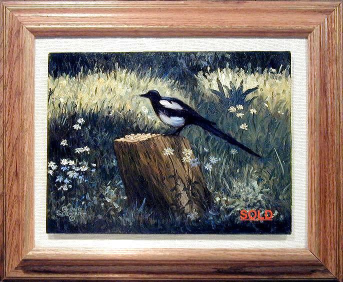 "Colorado Magpie", oils on masonite